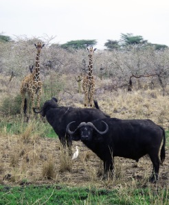 Buffalo and giraffe appear to be posing for the camera in Kenya,  By Terri Colby